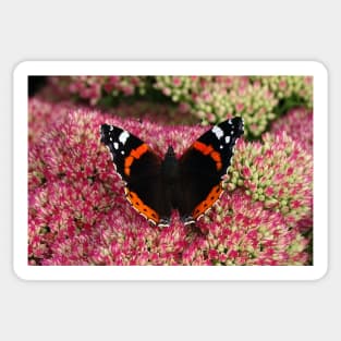 Red Admiral Sticker